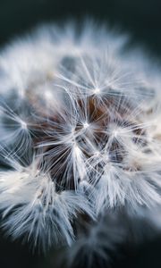 Preview wallpaper dandelion, macro, fluff