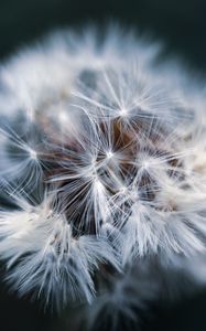 Preview wallpaper dandelion, macro, fluff