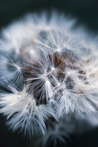 Preview wallpaper dandelion, macro, fluff