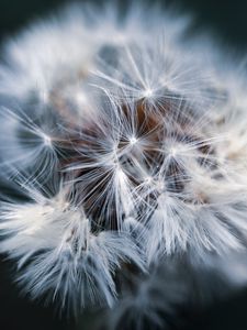 Preview wallpaper dandelion, macro, fluff