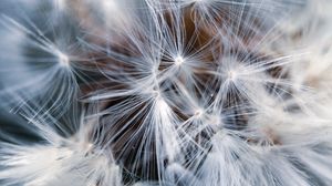 Preview wallpaper dandelion, macro, fluff