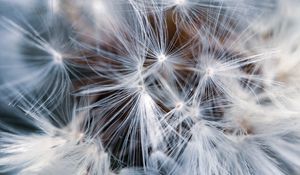 Preview wallpaper dandelion, macro, fluff