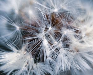 Preview wallpaper dandelion, macro, fluff