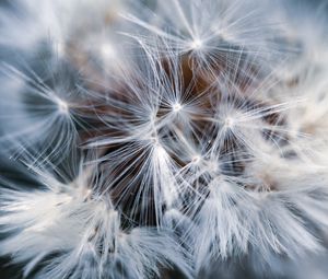 Preview wallpaper dandelion, macro, fluff