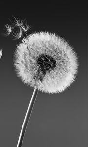 Preview wallpaper dandelion, macro, fluff, bw