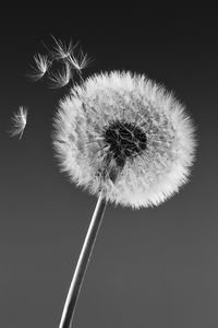 Preview wallpaper dandelion, macro, fluff, bw
