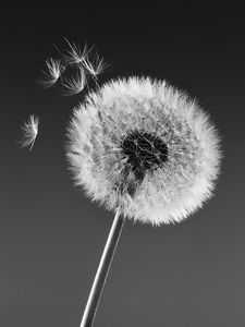 Preview wallpaper dandelion, macro, fluff, bw