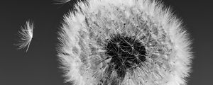 Preview wallpaper dandelion, macro, fluff, bw