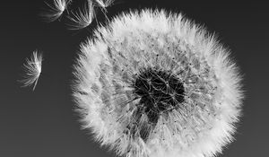 Preview wallpaper dandelion, macro, fluff, bw