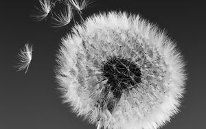 Preview wallpaper dandelion, macro, fluff, bw