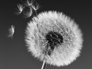 Preview wallpaper dandelion, macro, fluff, bw