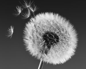 Preview wallpaper dandelion, macro, fluff, bw