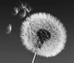 Preview wallpaper dandelion, macro, fluff, bw