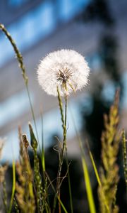 Preview wallpaper dandelion, macro, fluff, grass