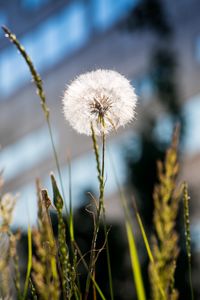 Preview wallpaper dandelion, macro, fluff, grass