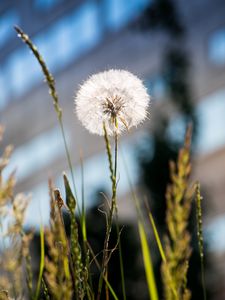 Preview wallpaper dandelion, macro, fluff, grass