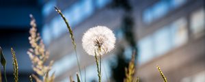 Preview wallpaper dandelion, macro, fluff, grass