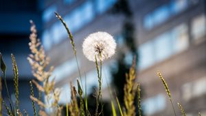 Preview wallpaper dandelion, macro, fluff, grass