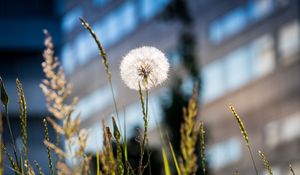 Preview wallpaper dandelion, macro, fluff, grass