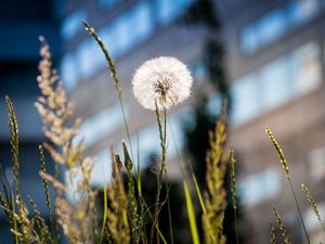 Preview wallpaper dandelion, macro, fluff, grass