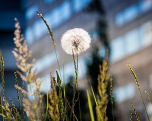 Preview wallpaper dandelion, macro, fluff, grass