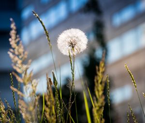 Preview wallpaper dandelion, macro, fluff, grass