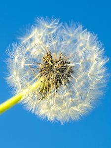 Preview wallpaper dandelion, macro, fluff, minimalism