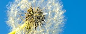 Preview wallpaper dandelion, macro, fluff, minimalism