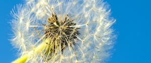 Preview wallpaper dandelion, macro, fluff, minimalism