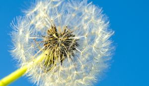 Preview wallpaper dandelion, macro, fluff, minimalism