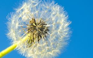 Preview wallpaper dandelion, macro, fluff, minimalism