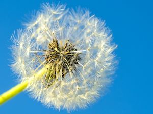 Preview wallpaper dandelion, macro, fluff, minimalism