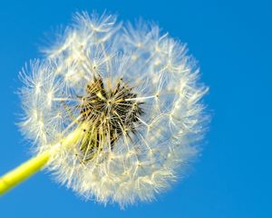 Preview wallpaper dandelion, macro, fluff, minimalism