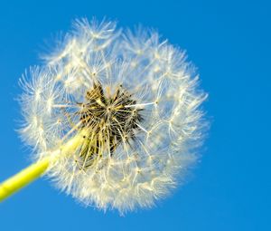 Preview wallpaper dandelion, macro, fluff, minimalism