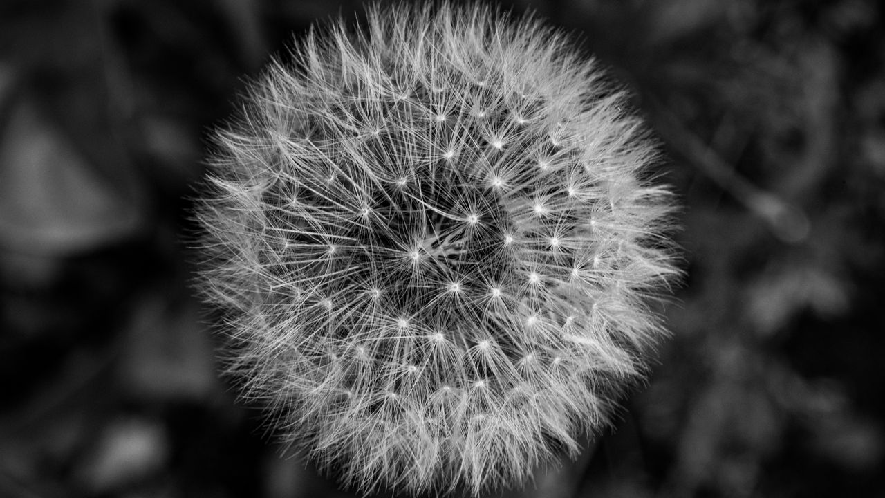 Wallpaper dandelion, macro, fluff, black and white