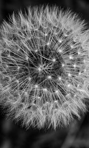 Preview wallpaper dandelion, macro, fluff, black and white