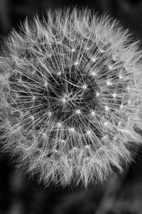 Preview wallpaper dandelion, macro, fluff, black and white