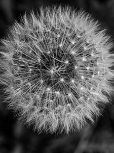 Preview wallpaper dandelion, macro, fluff, black and white