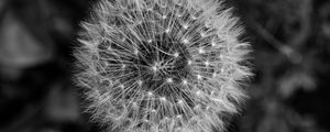 Preview wallpaper dandelion, macro, fluff, black and white