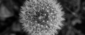 Preview wallpaper dandelion, macro, fluff, black and white