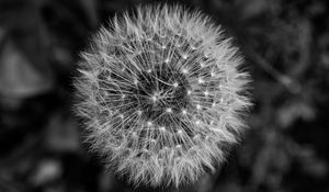 Preview wallpaper dandelion, macro, fluff, black and white