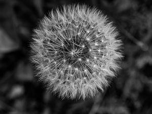 Preview wallpaper dandelion, macro, fluff, black and white