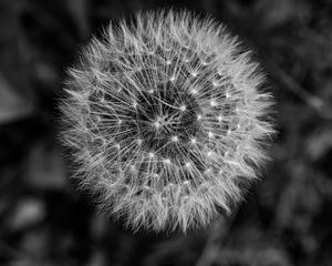 Preview wallpaper dandelion, macro, fluff, black and white