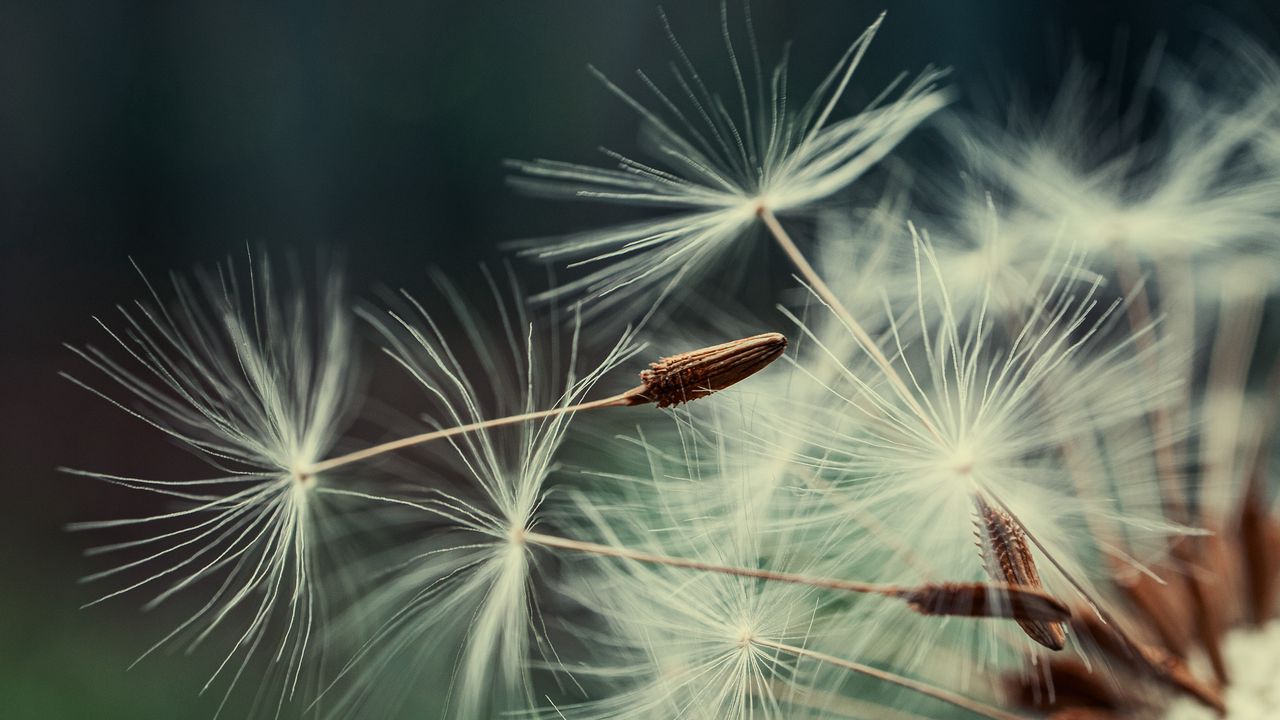 Wallpaper dandelion, macro, fluff, blur