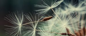 Preview wallpaper dandelion, macro, fluff, blur