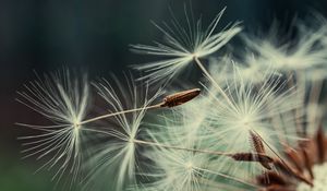 Preview wallpaper dandelion, macro, fluff, blur