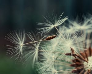 Preview wallpaper dandelion, macro, fluff, blur