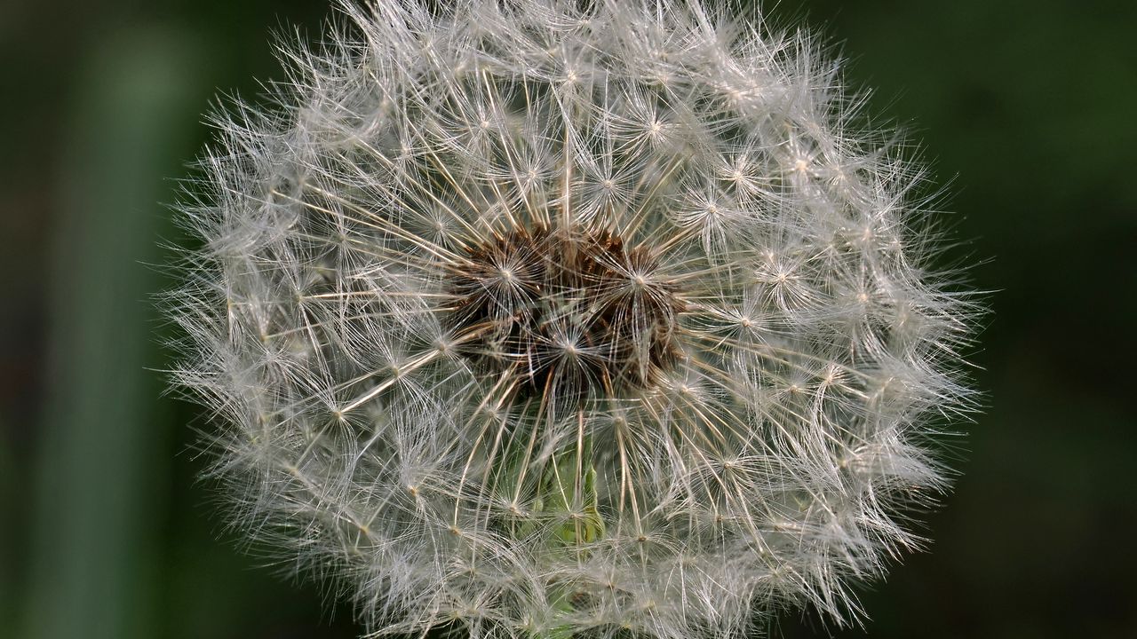 Wallpaper dandelion, macro, fluff, flower, blur