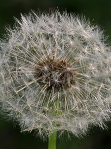 Preview wallpaper dandelion, macro, fluff, flower, blur