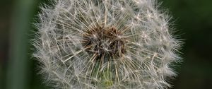 Preview wallpaper dandelion, macro, fluff, flower, blur